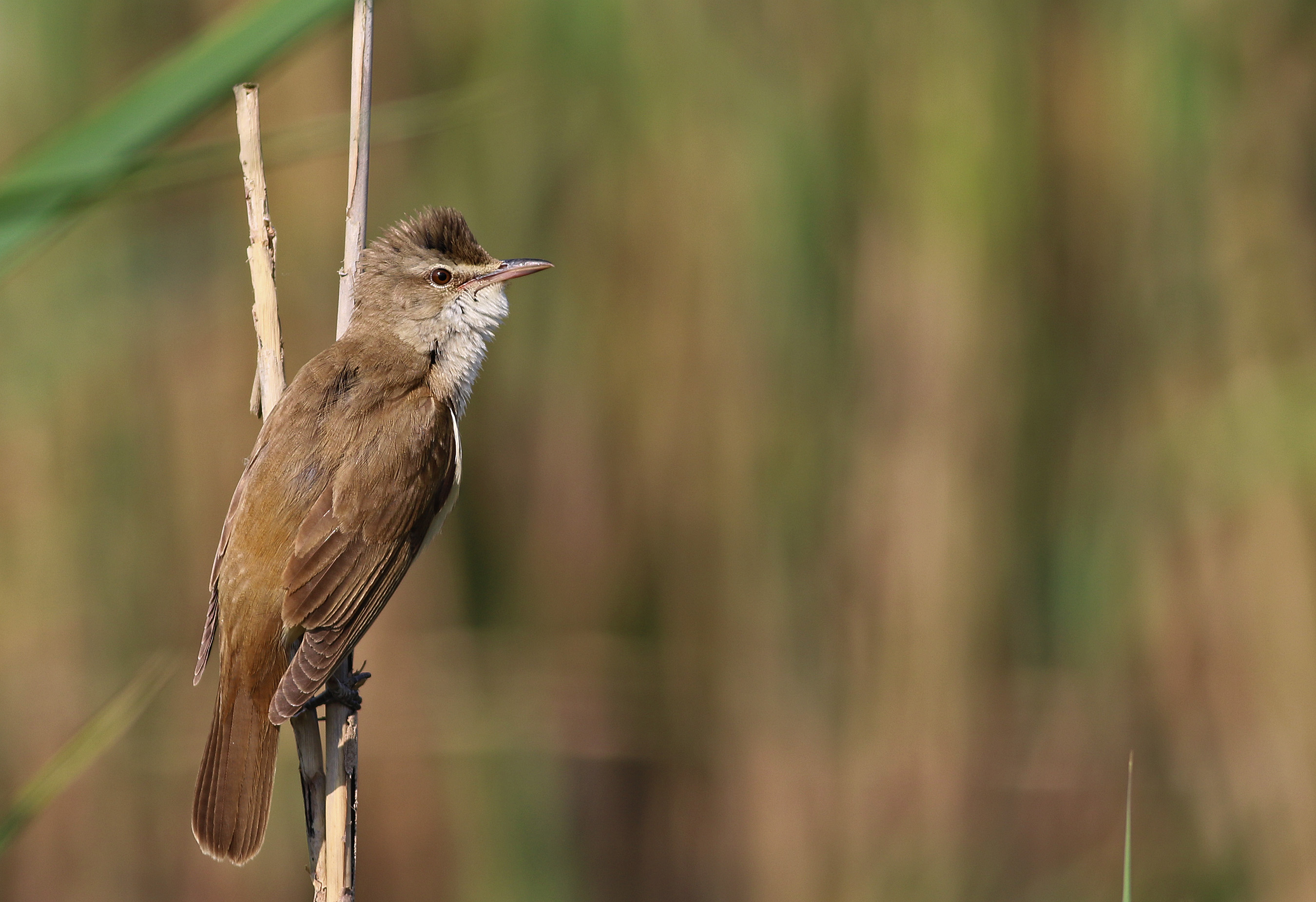 Great Reed Warbler